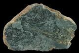 Polished Stromatolite (Alcheringa) Section - Billion Years #133046-1